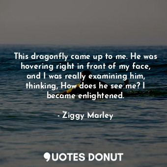  This dragonfly came up to me. He was hovering right in front of my face, and I w... - Ziggy Marley - Quotes Donut