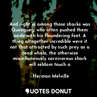 And right in among those sharks was Queequeg; who often pushed them aside with his floundering feet. A thing altogether incredible were it not that attracted by such prey as a dead whale, the otherwise miscellaneously carnivorous shark will seldom touch a