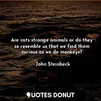Are cats strange animals or do they so resemble us that we find them curious as we do monkeys?