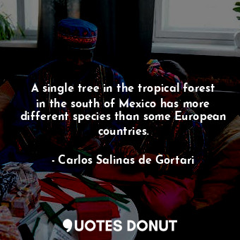 A single tree in the tropical forest in the south of Mexico has more different species than some European countries.
