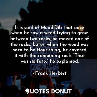 It is said of Muad’Dib that once when he saw a weed trying to grow between two rocks, he moved one of the rocks. Later, when the weed was seen to be flourishing, he covered it with the remaining rock. “That was its fate,” he explained.