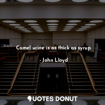  Camel urine is as thick as syrup.... - John Lloyd - Quotes Donut