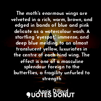 The moth's enormous wings are velveted in a rich, warm, brown, and edged in bands of blue and pink delicate as a watercolour wash. A startling 'eyespot,' immense, and deep blue melding to an almost translucent yellow, luxuriates in the centre of each hind wing. The effect is one of a masculine splendour foreign to the butterflies, a fragility unfurled to strength