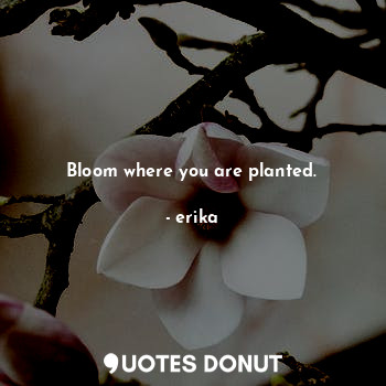 Bloom where you are planted.