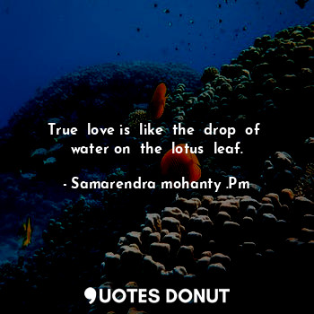 True  love is  like  the  drop  of  water on  the  lotus  leaf.