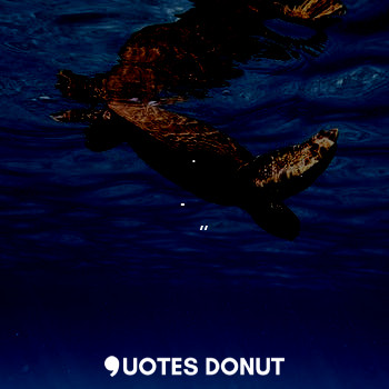  .... - ದೇವ ದೋಮಯ್ಶ,,✍️ - Quotes Donut